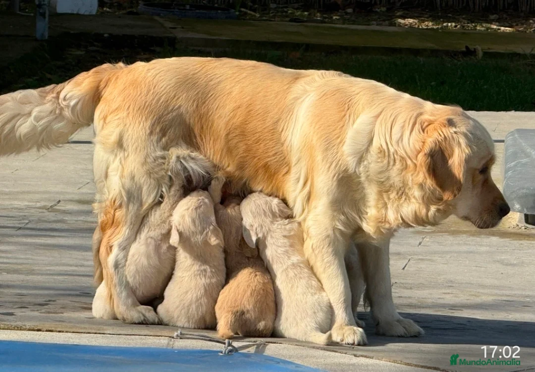 Golden Retriever perros en venta: Golden retriever  - Anuncio 2