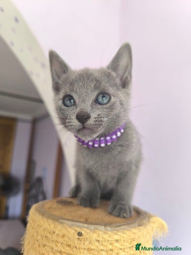 Imagen de galería {{count}}