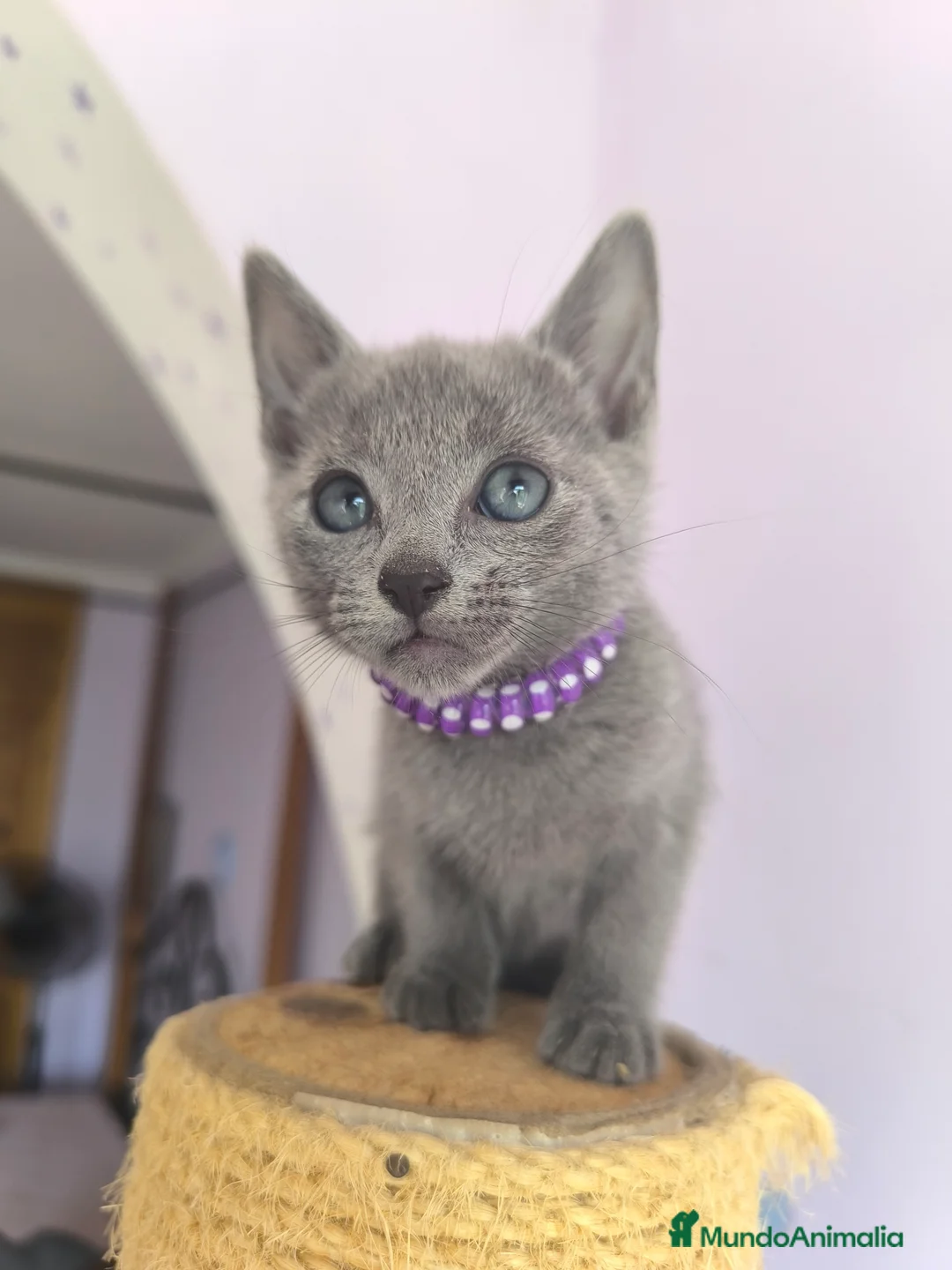 Imagen de galería {{count}}