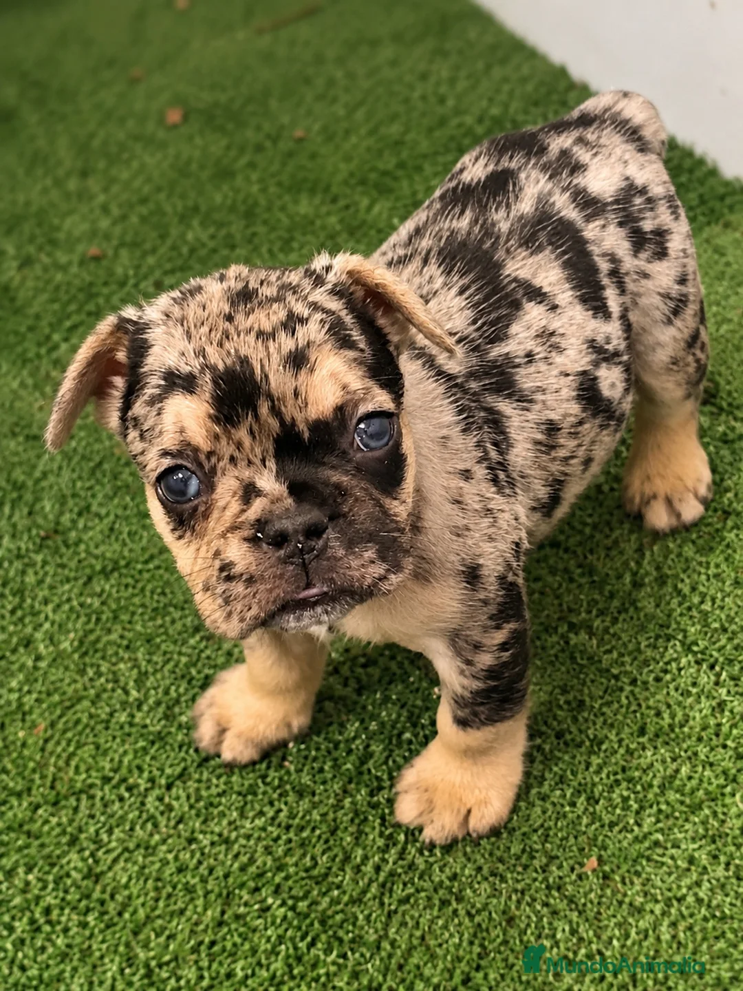 Bulldog Francés perros en venta: Preciosos bulldog francés  - Anuncio 2