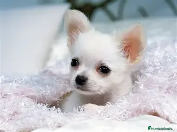 Chihuahua perros CHIHUAHUA HEMBRA - LINEA RUSA PELO LARGO.  - Anuncio 1