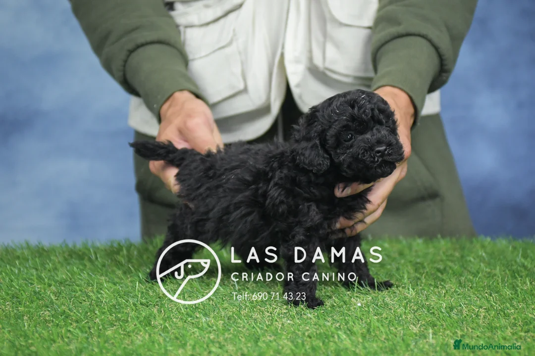 Caniche Enano perros en venta: Machos de caniche color negro - Anuncio 4