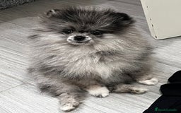 Pomerania perros en venta: Pomerania  - Imagen 1