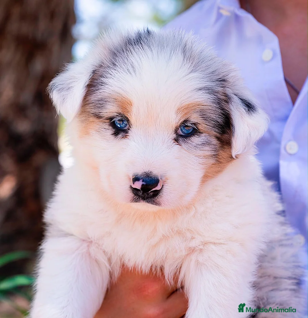 Pastor Australiano perros en venta: Cachorros e Pastor Australiano  - Anuncio 2