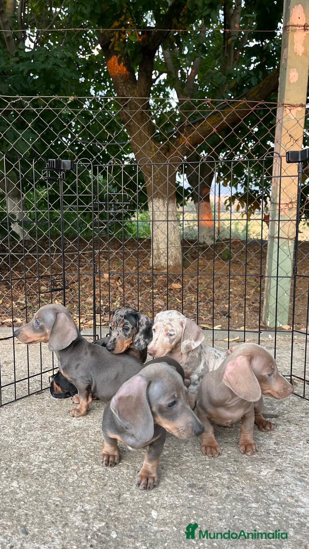 Teckel perros en venta: Camada de Teckel capa exótica  - Imagen 6