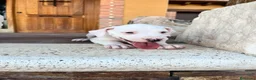 Dogo Argentino perros en venta: Dogos argentinos  en Segovia - Anuncio 12