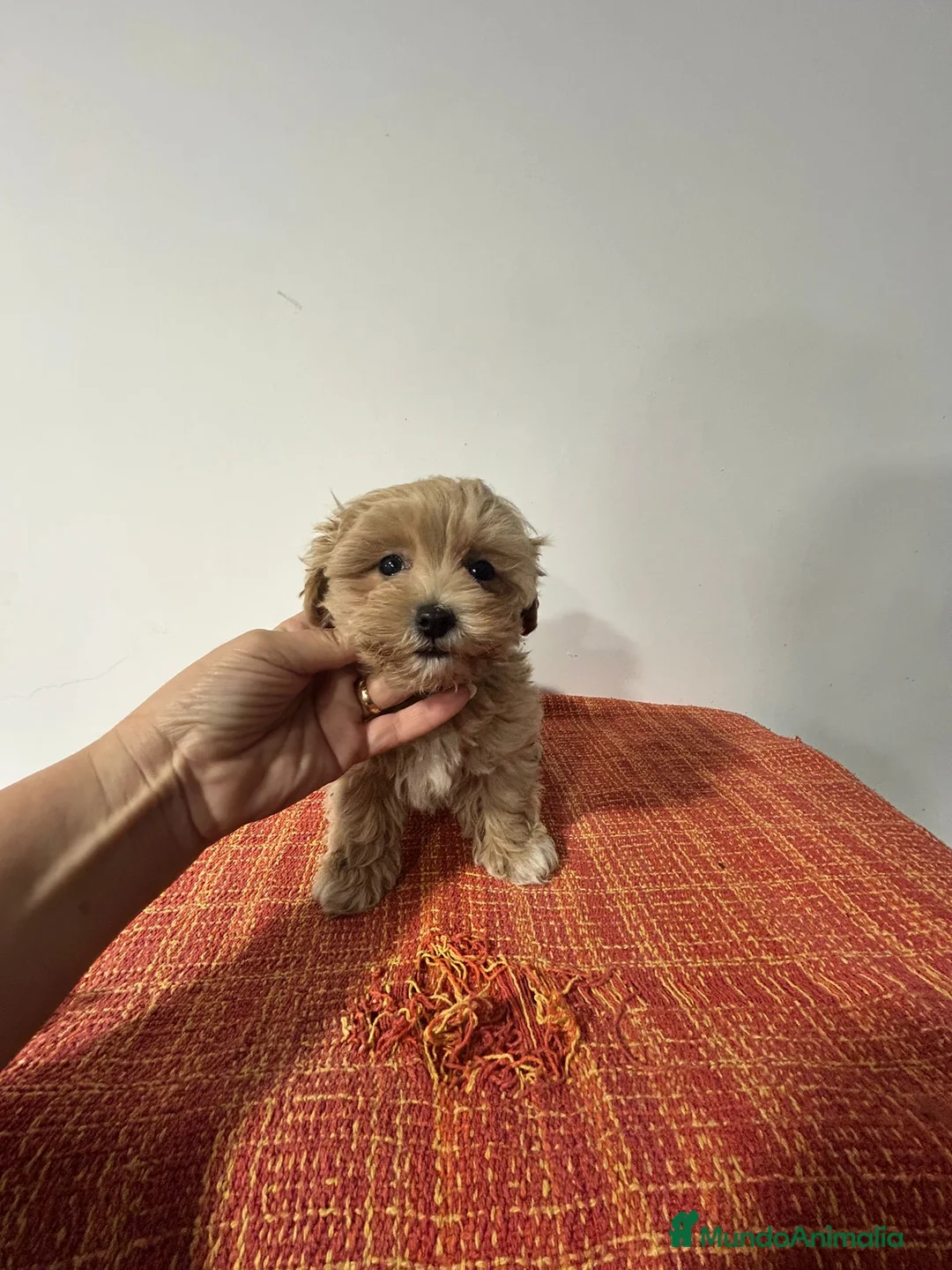 Maltipoo perros en venta: Maltipoo  - Anuncio 2