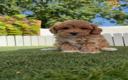 Caniche Toy perros en venta: CANICHE TOY MACHO - Imagen 11