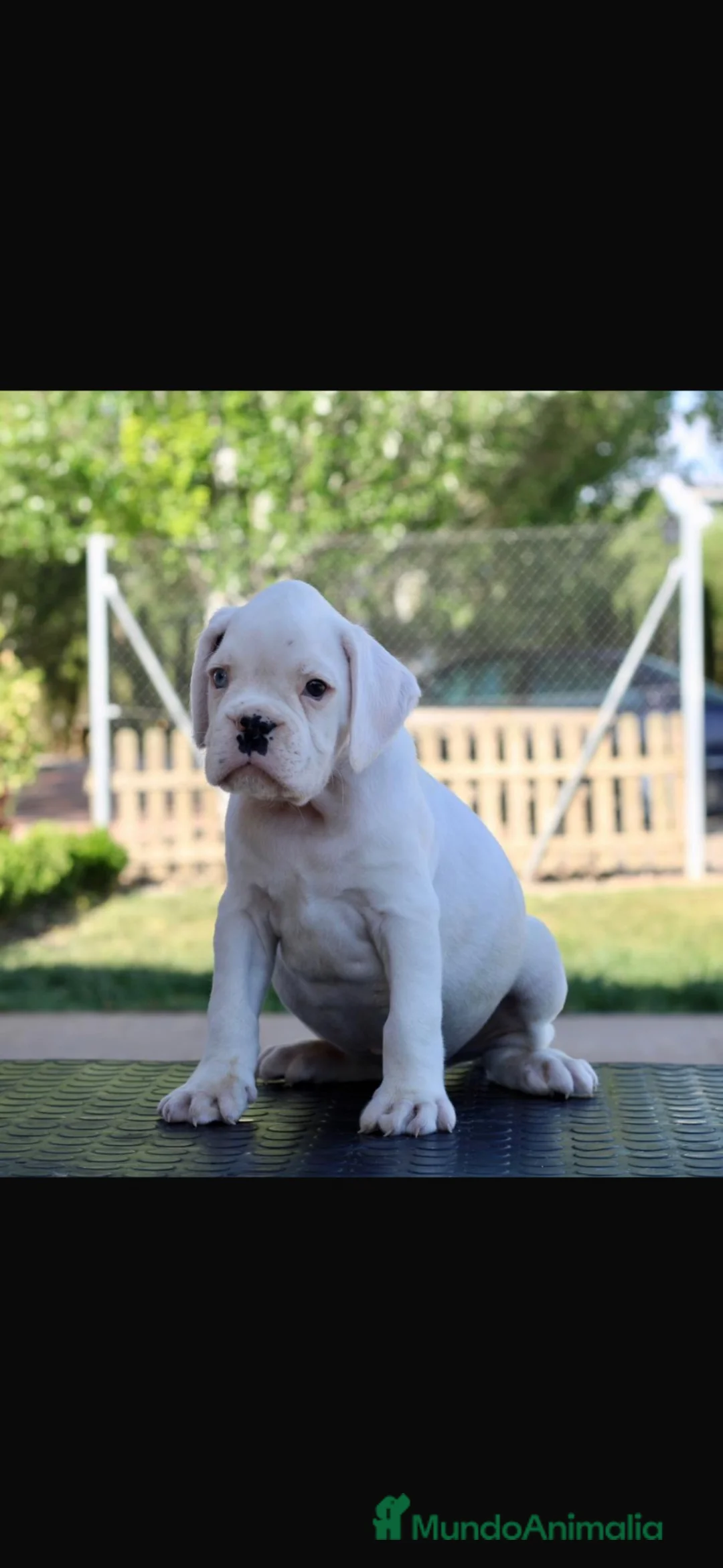 Boxer perros en venta: CACHORRO BOXER BLANCO - Anuncio 2