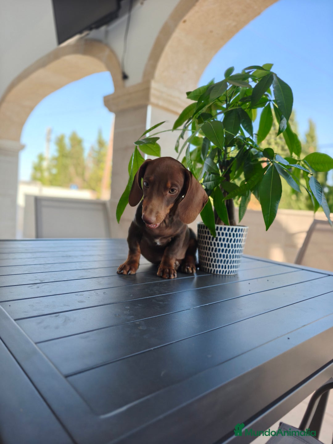 Teckel perros en venta: Teckel - Imagen 7