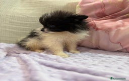 Pomerania perros en venta: Poo pomerania MICRO TOY  - Imagen 6