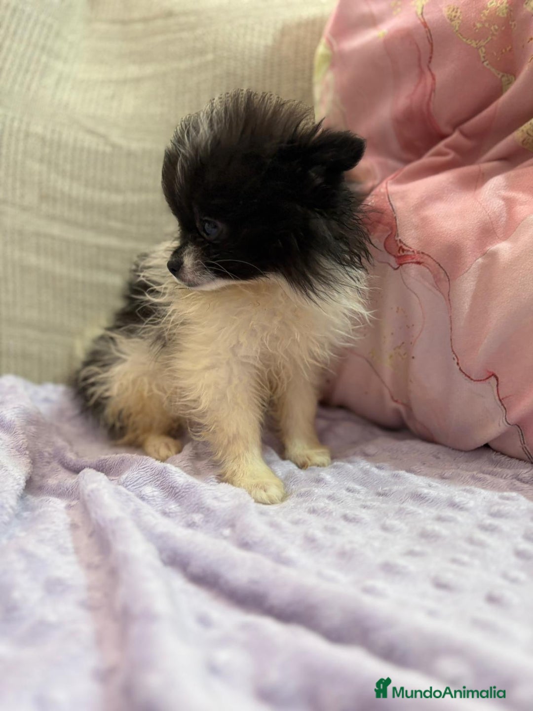 Pomerania perros en venta: Poo pomerania MICRO TOY  - Imagen 6