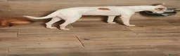 Podenco Andaluz perros en venta: Podencas andaluza  - Anuncio 4