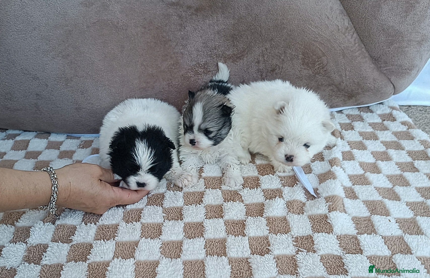Pomerania perros POMERANIAS MACHITOS PRECIOSOS  - Anuncio 1