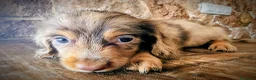 Teckel perros en venta: Teckel pelo largo kanichen precio real - Anuncio 5