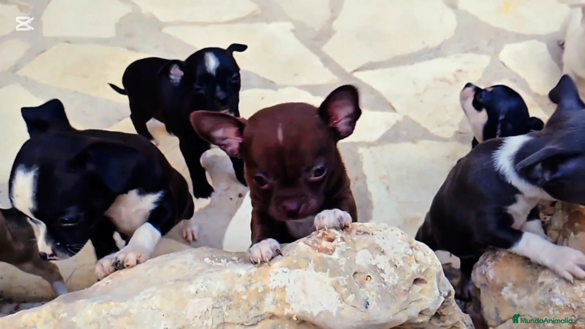 Chihuahua perros Chihuahua Mini  - Anuncio 25