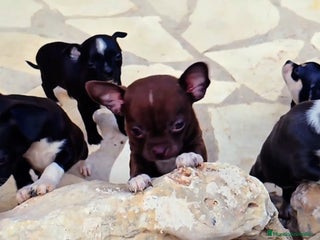 Chihuahua perros - Anuncio 26