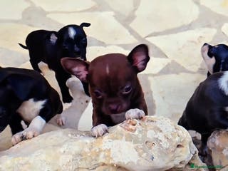 Chihuahua perros Chihuahua Mini - Anuncio 37
