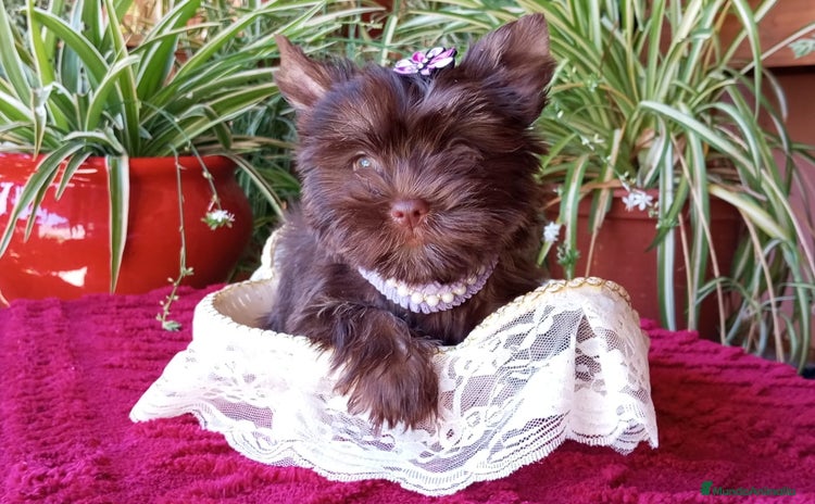 Yorkshire Terrier perros - Anuncio 1