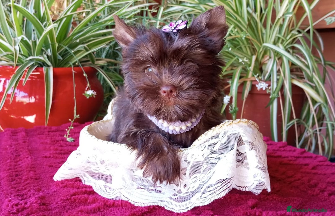 Yorkshire Terrier perros en venta: Hembra Yorkshire Dark Chocolate  - Imagen 1