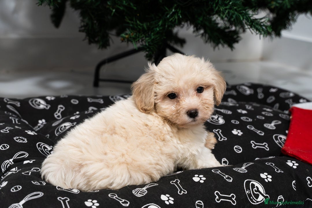 Maltipoo perros en venta: Camada exclusiva de Matipoo - Anuncio 5