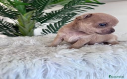 Chihuahua perros en venta: CHIHUAHUA MACHO-OJOS AZULES - Imagen 8