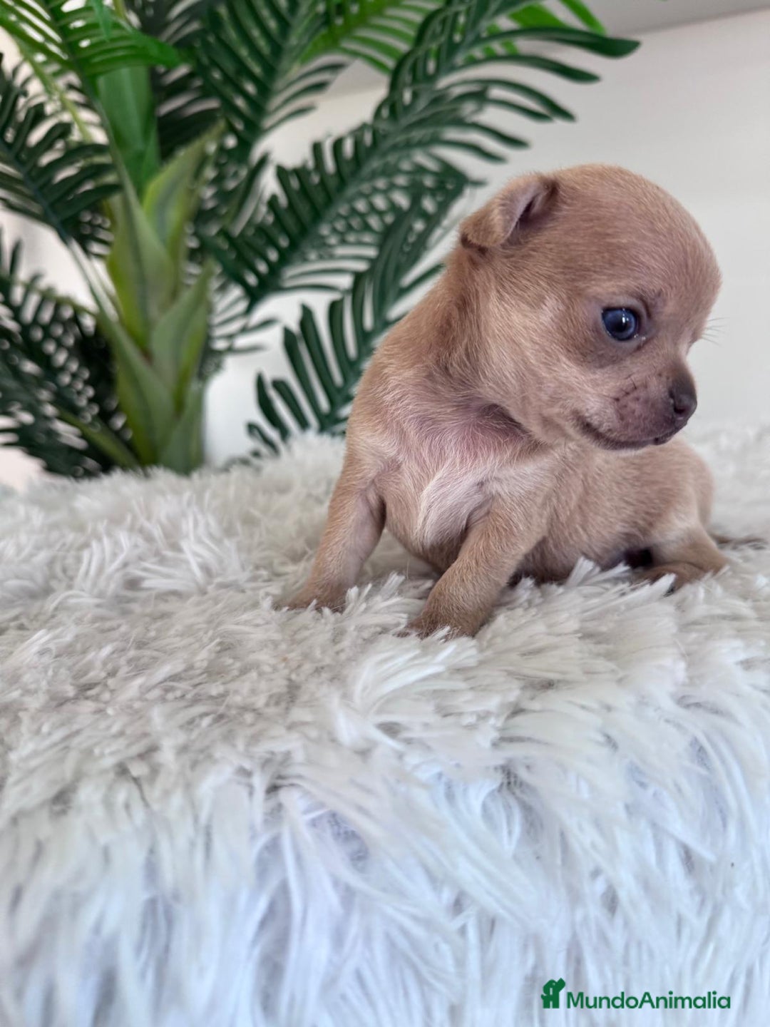 Chihuahua perros en venta: CHIHUAHUA MACHO-OJOS AZULES - Imagen 8