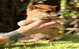 Shiba Inu perros en venta: Shiba Inu Rojo - Anuncio 7