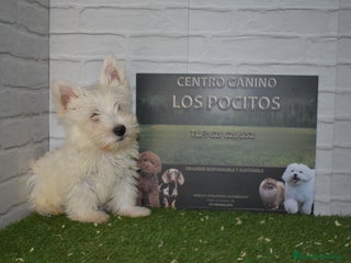 West Highland White Terrier perros Westy en Cáceres - Anuncio 4