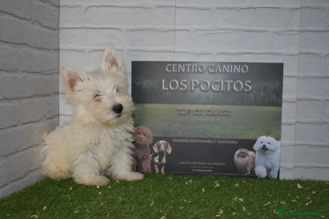 West Highland White Terrier perros en venta: Westy en Cáceres - Anuncio 1