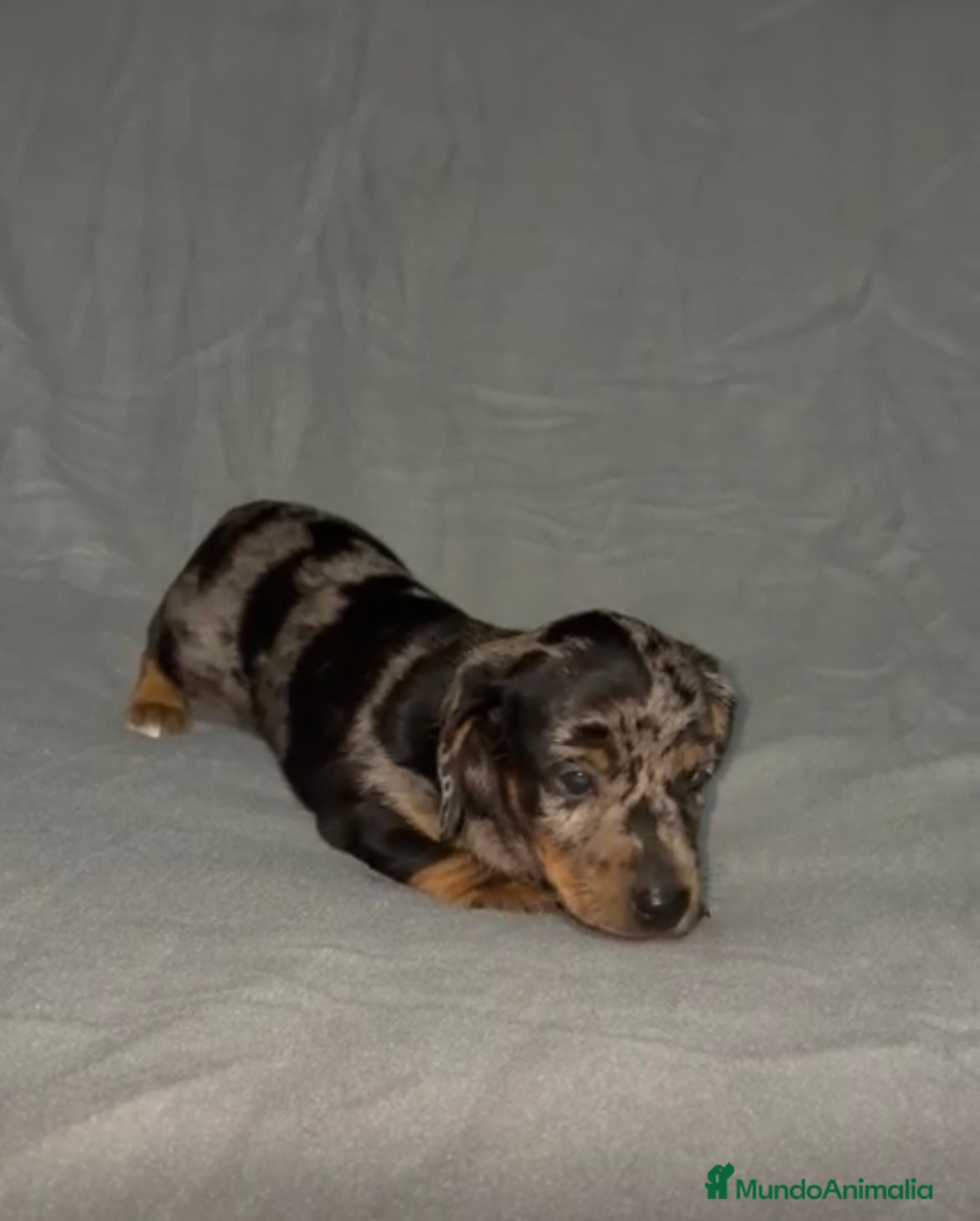 Teckel Miniatura perros TECKEL MINIATURA HEMBRA ARLEQUIN - Anuncio 4