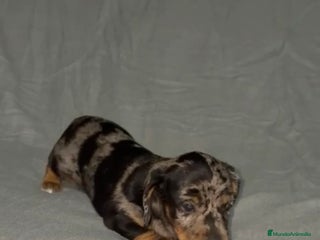 Teckel Miniatura perros TECKEL MINIATURA HEMBRA ARLEQUIN - Anuncio 4