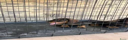 Teckel Miniatura perros en venta: Cachorros teckel gran calidad  - Anuncio 7