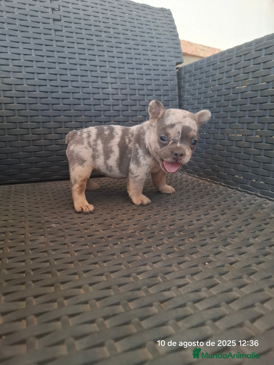 Bulldog Francés perros en venta: Cachorras de bulldog - Imagen 2