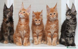 Maine Coon gatos en venta: Maine coon - Imagen 1