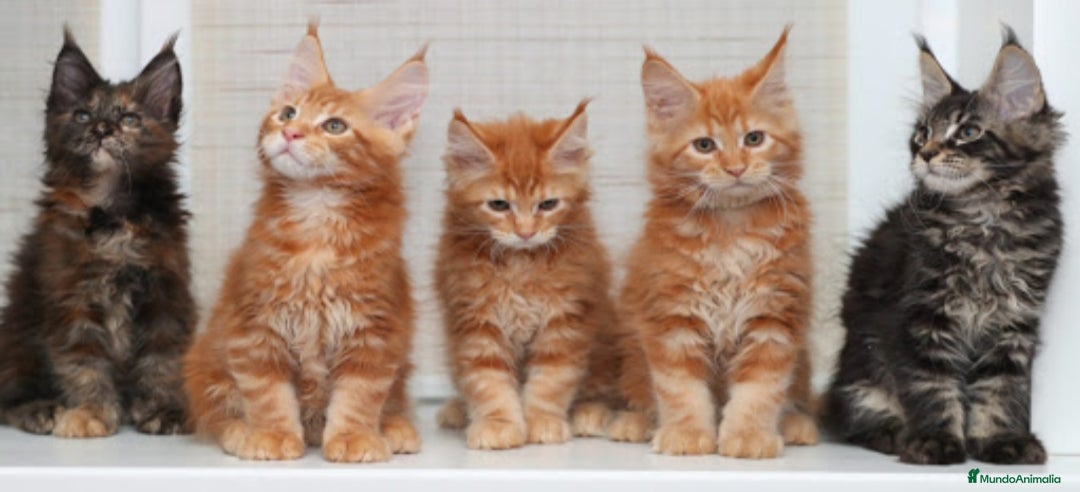 Maine Coon gatos en venta: Maine coon - Imagen 1