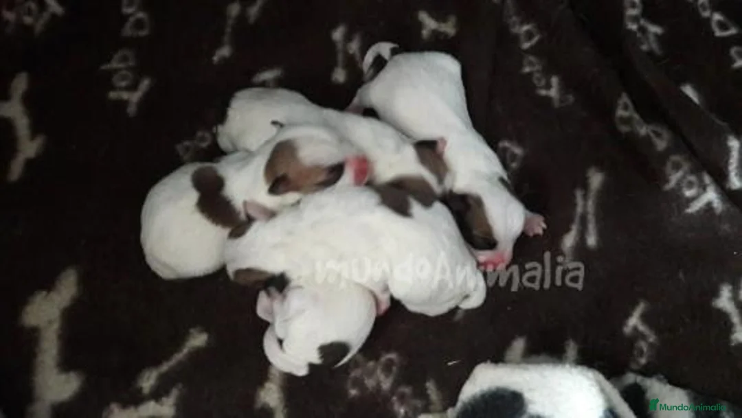 Imagen de galería {{count}}