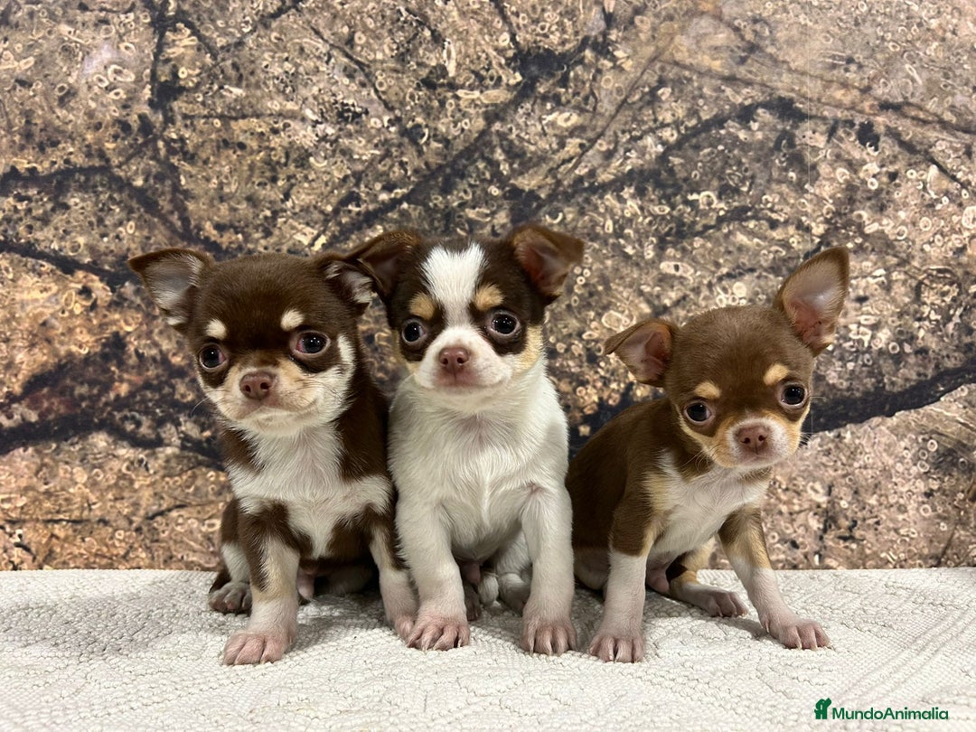 Chihuahua perros en venta: Chihuahua mini - Anuncio 3