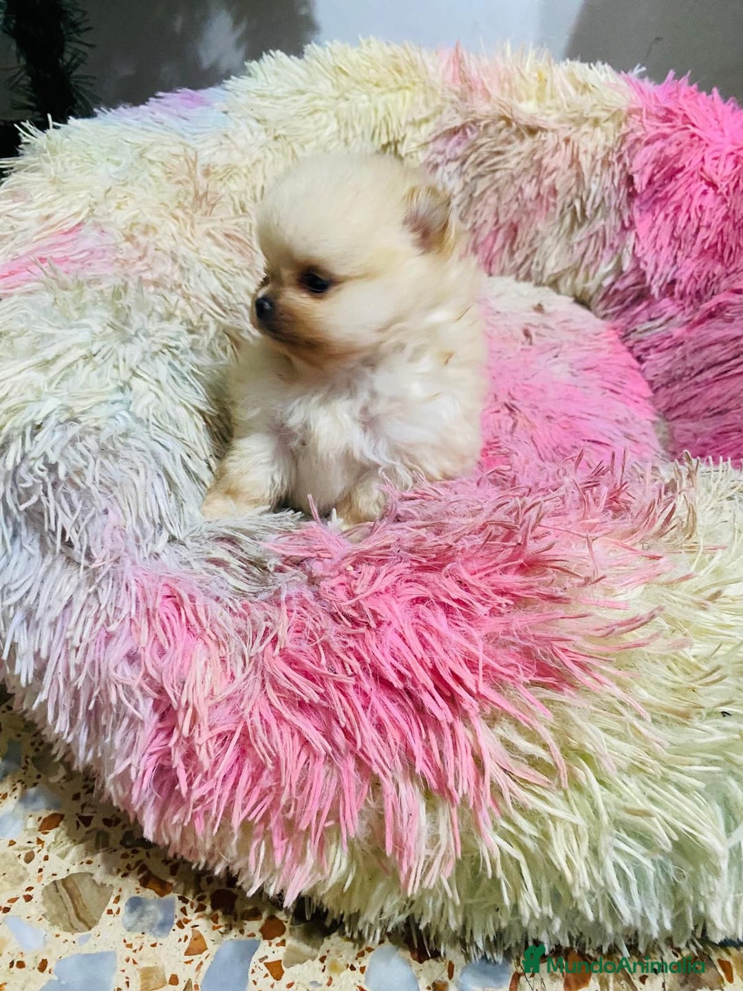 Pomerania perros en venta: Lulú de Pomerania toy muy toys  - Anuncio 3