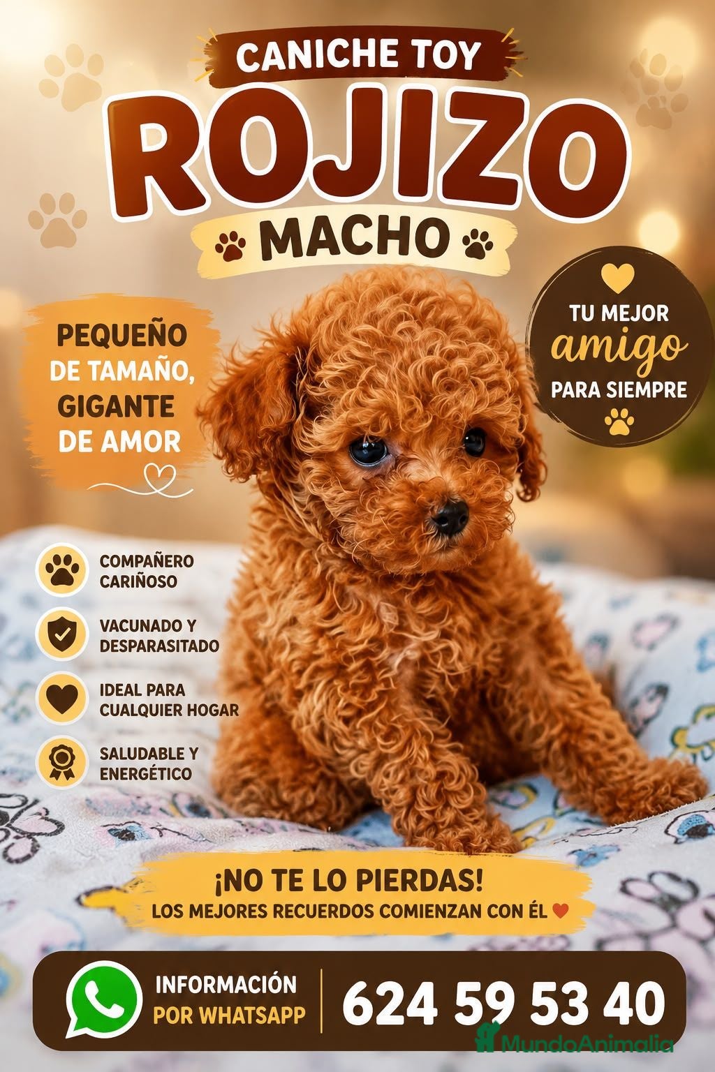 Caniche Toy perros Caniche toy  - Anuncio 1