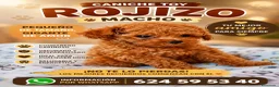 Caniche Toy perros en venta: Caniche toy  - Anuncio 1