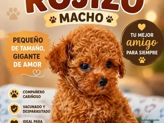 Caniche Toy perros Caniche toy - Anuncio 1