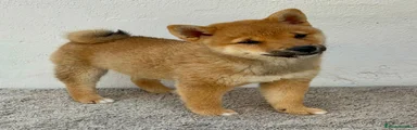 Shiba Inu 1