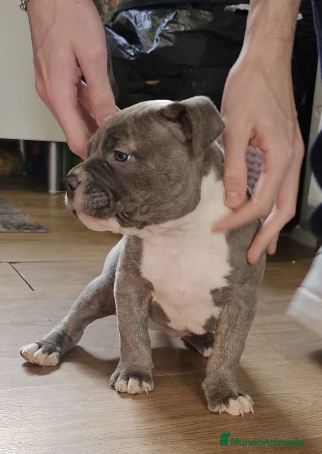 American Bully perros en venta: Hembra American Bully Pocket  - Anuncio 1