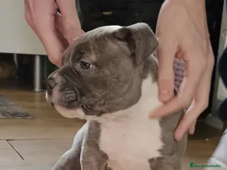 American Bully perros Hembra American Bully Pocket - Anuncio 1