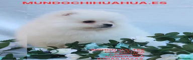 Pomerania 6