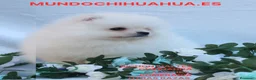 Pomerania perros en venta: PRECIOSO CACHORITO DE POMERANIA TOY   - Anuncio 17