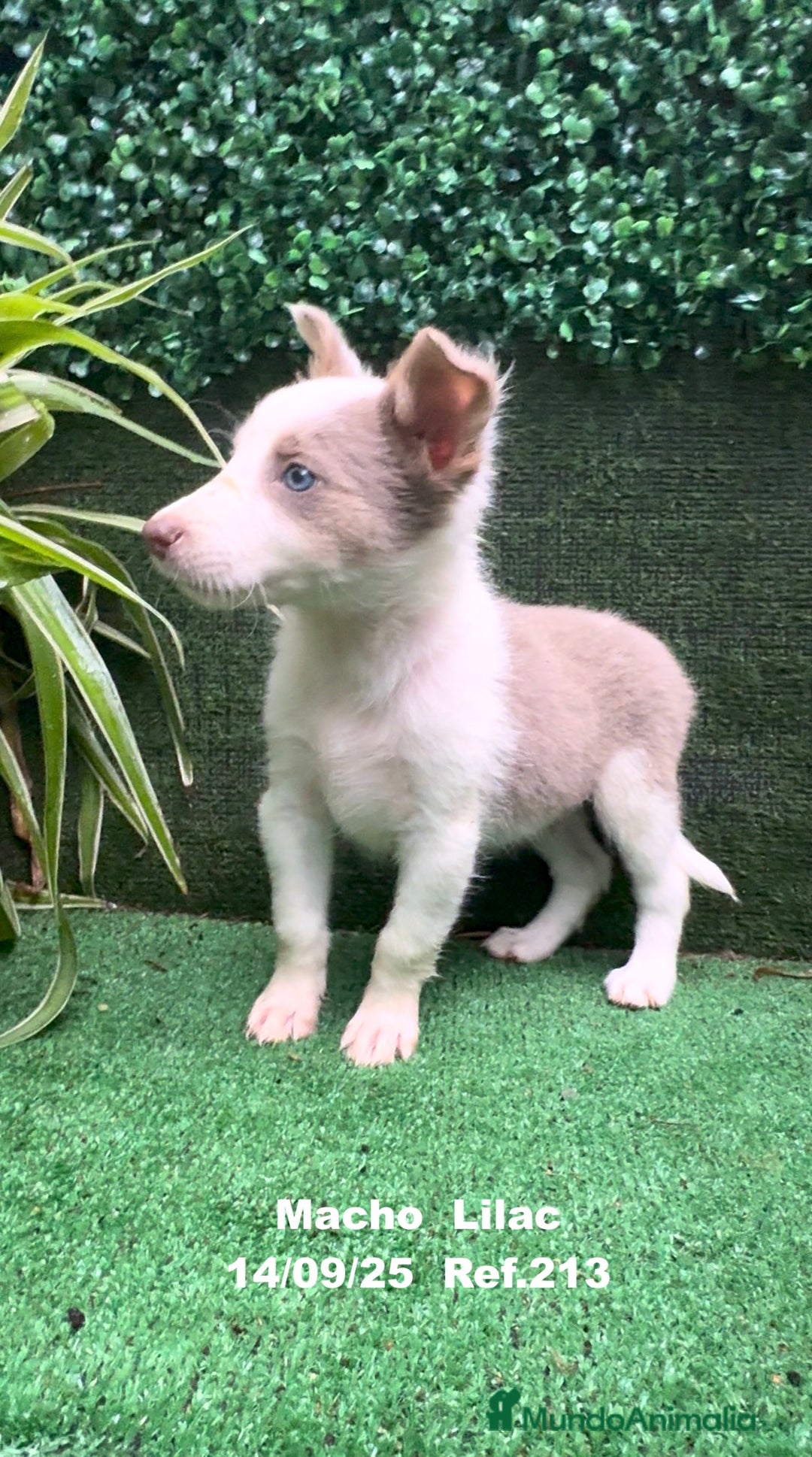 Border Collie perros en venta: BORDER COLLIE color lilac - Imagen 18