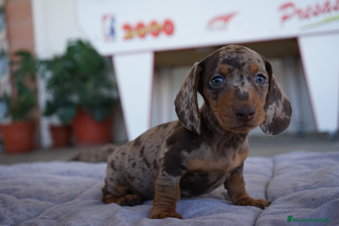 Teckel perros en venta: 🐾 Teckel miniatura – Kodat, Byron y Curry 🤎 - Imagen 2