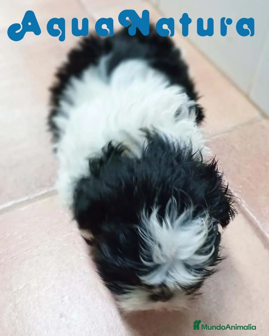 Shih Tzu perros en venta: Shih Tzu Macho de Ada y Newman 2016 AQUANATURA - Anuncio 2